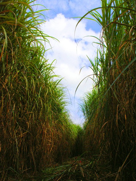 The Sugarcane Labyrinth